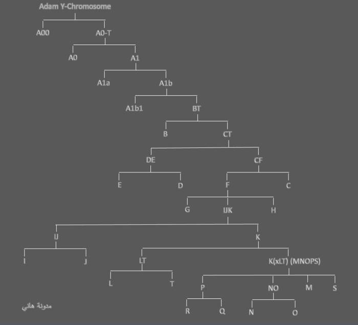 Y-DNA haplogroup tree