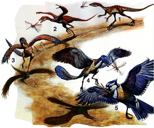     تطور الطيور من الديناصورات