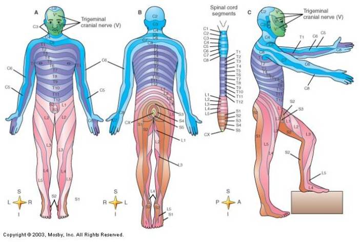 dermatomes spinal cord segments