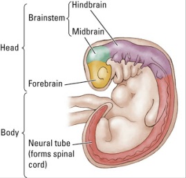 Human embryo 28 days