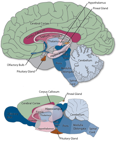 human mouse brain