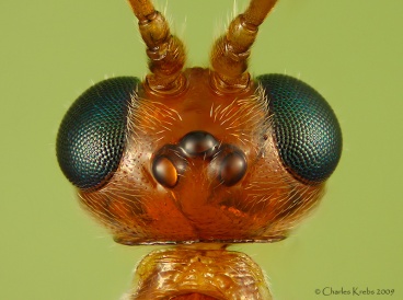 ichneumon was ocelli simple eyes insect